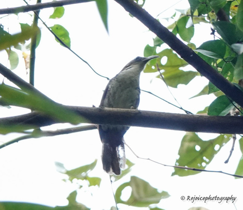 Large Scimitar Babbler (Erythrogenys hypoleucos), photo 6