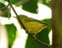 Phylloscopus burkii