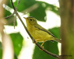 Phylloscopus burkii