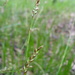 Carex rhizina - Photo (c) Eduard Garin, algunos derechos reservados (CC BY-NC), subido por Eduard Garin