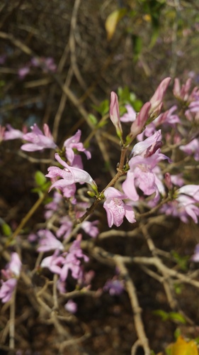 Ritonia poissonii image