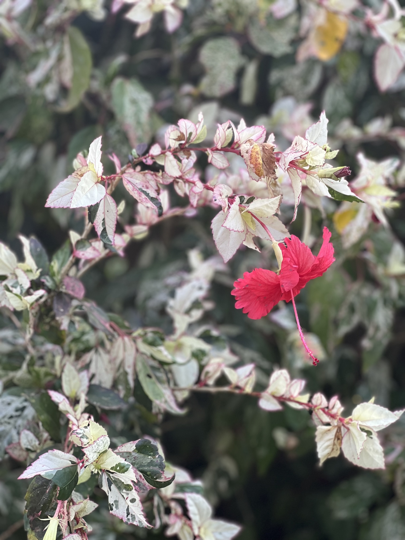 Hibiscus archeri