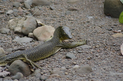 Varanus indicus