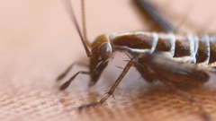Saltoblattella