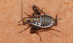 Saltoblattella