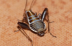 Saltoblattella