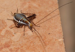 Saltoblattella