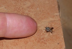 Saltoblattella