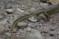 Varanus indicus