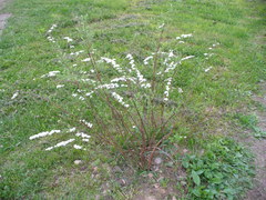 Spiraea cinerea