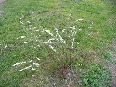 Spiraea cinerea