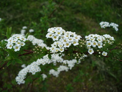 Spiraea cinerea