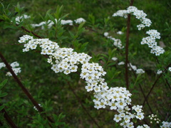 Spiraea cinerea