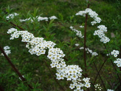 Spiraea cinerea