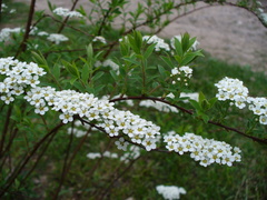Spiraea cinerea