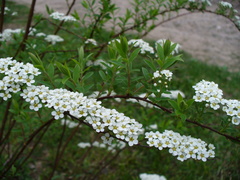 Spiraea cinerea