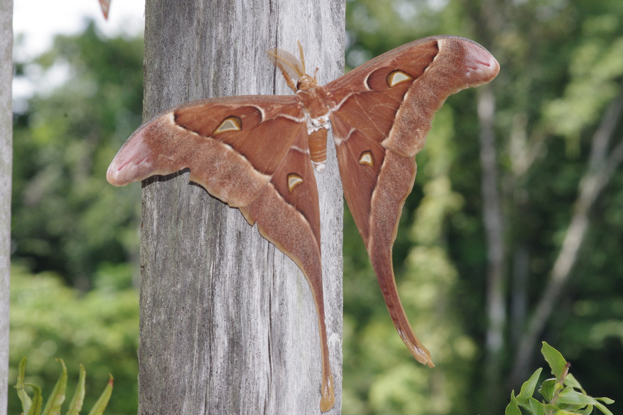 The Hercules Moth: The Moth That Doesn't Eat - Australian