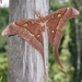 Hercules Moth - Photo (c) coenobita, some rights reserved (CC BY), uploaded by coenobita