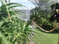 Thelotornis capensis