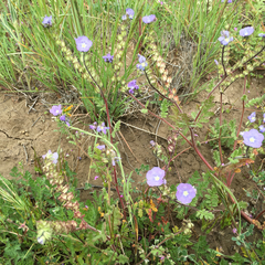 Phacelia ciliata