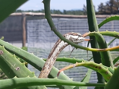Thelotornis capensis