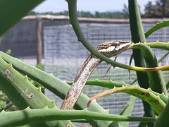 Thelotornis capensis