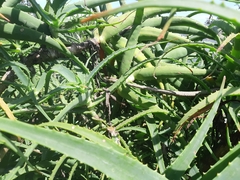 Thelotornis capensis