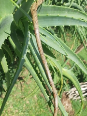 Thelotornis capensis