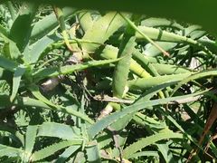 Thelotornis capensis