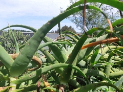 Thelotornis capensis