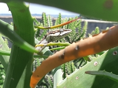 Thelotornis capensis