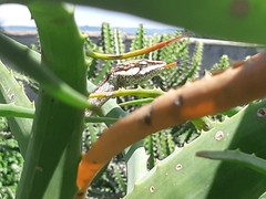 Thelotornis capensis