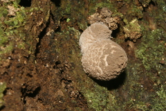Coprinopsis laanii image