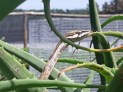 Thelotornis capensis