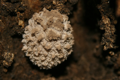 Coprinopsis laanii image