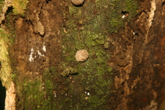 Coprinopsis laanii image