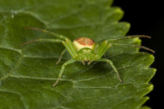 Diaea suspiciosa