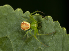 Diaea suspiciosa
