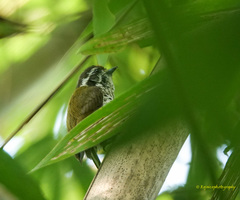 Picumnus innominatus
