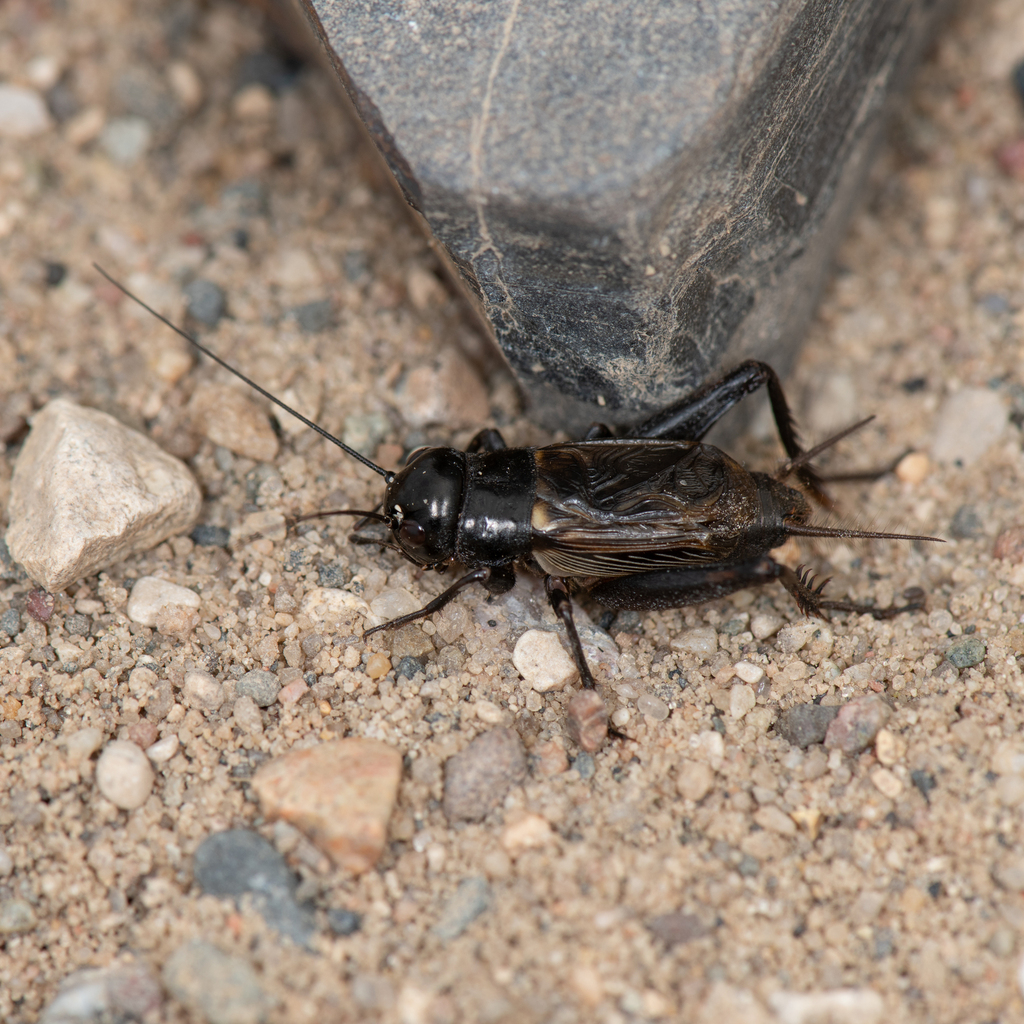 Fall Field Cricket from Hennepin County, MN, USA on August 26, 2023 at ...