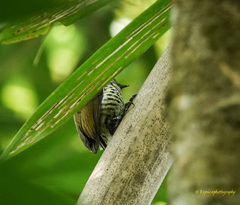 Picumnus innominatus