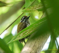 Picumnus innominatus
