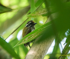 Picumnus innominatus