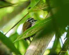 Picumnus innominatus