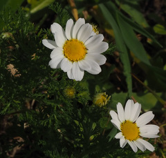Anthemis pseudocotula