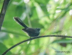 Rhipidura albicollis