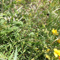 Streptanthus insignis