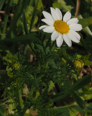 Anthemis pseudocotula
