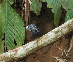 Rhipidura albicollis