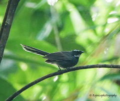 Rhipidura albicollis